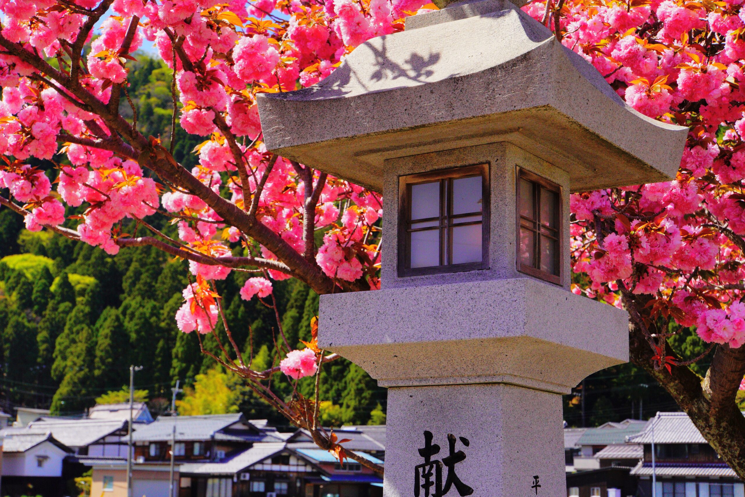 撮りにこんせ‼フォトコンテスト|滋賀・長浜北部|6月25日4枚目 伊香具神社を飾る桜