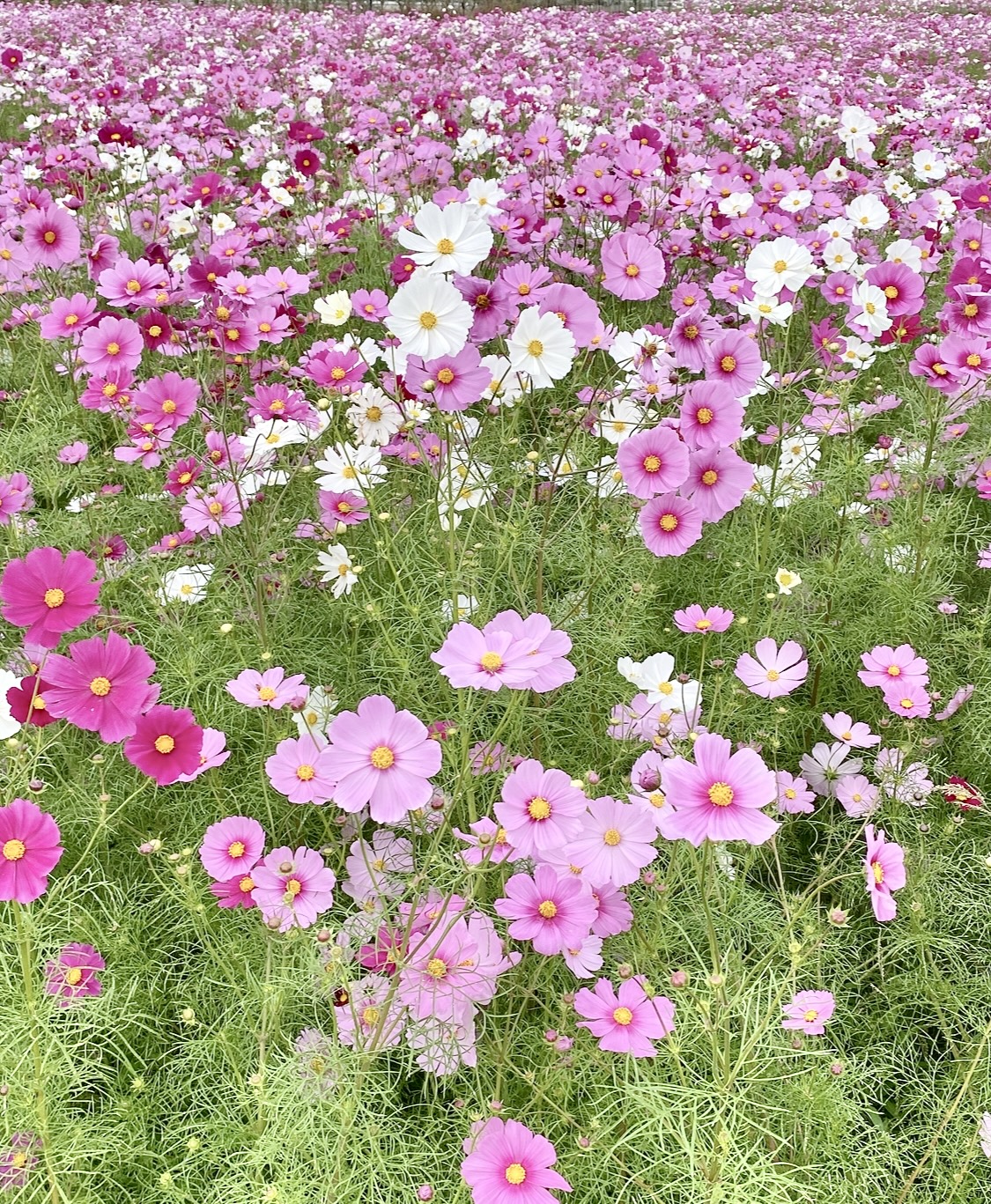 撮りにこんせ‼フォトコンテスト|滋賀・長浜北部|6月25日6枚目 あぢかまのコスモス