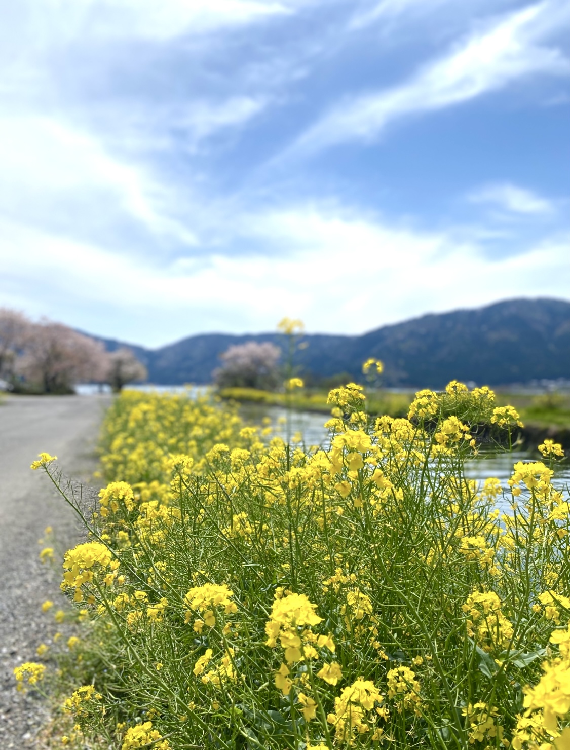 撮りにこんせ‼フォトコンテスト|滋賀・長浜北部|6月25日7枚目 余呉湖への入り口