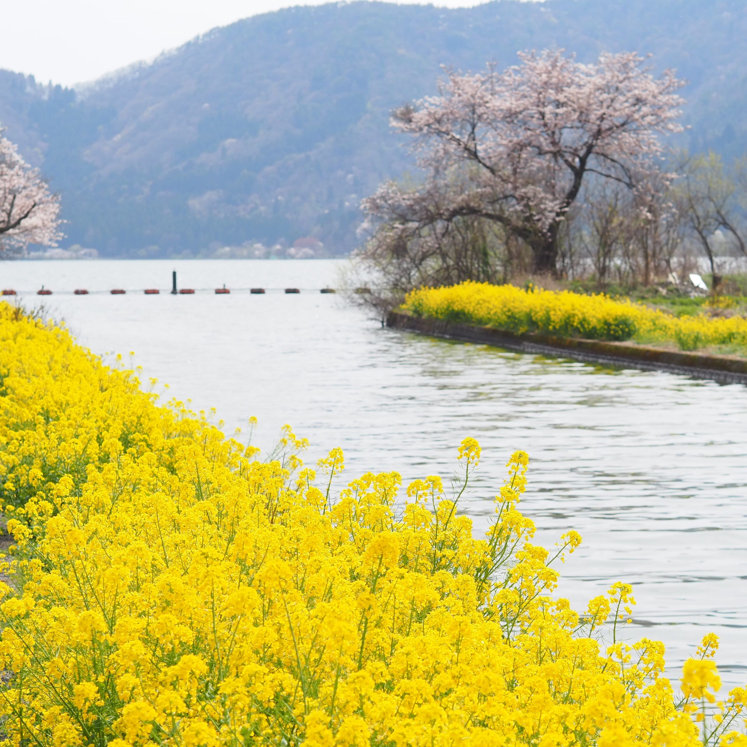 撮りにこんせ‼フォトコンテスト|滋賀・長浜北部|6月27日2枚目 日本最古の天女伝説の地「余呉湖」