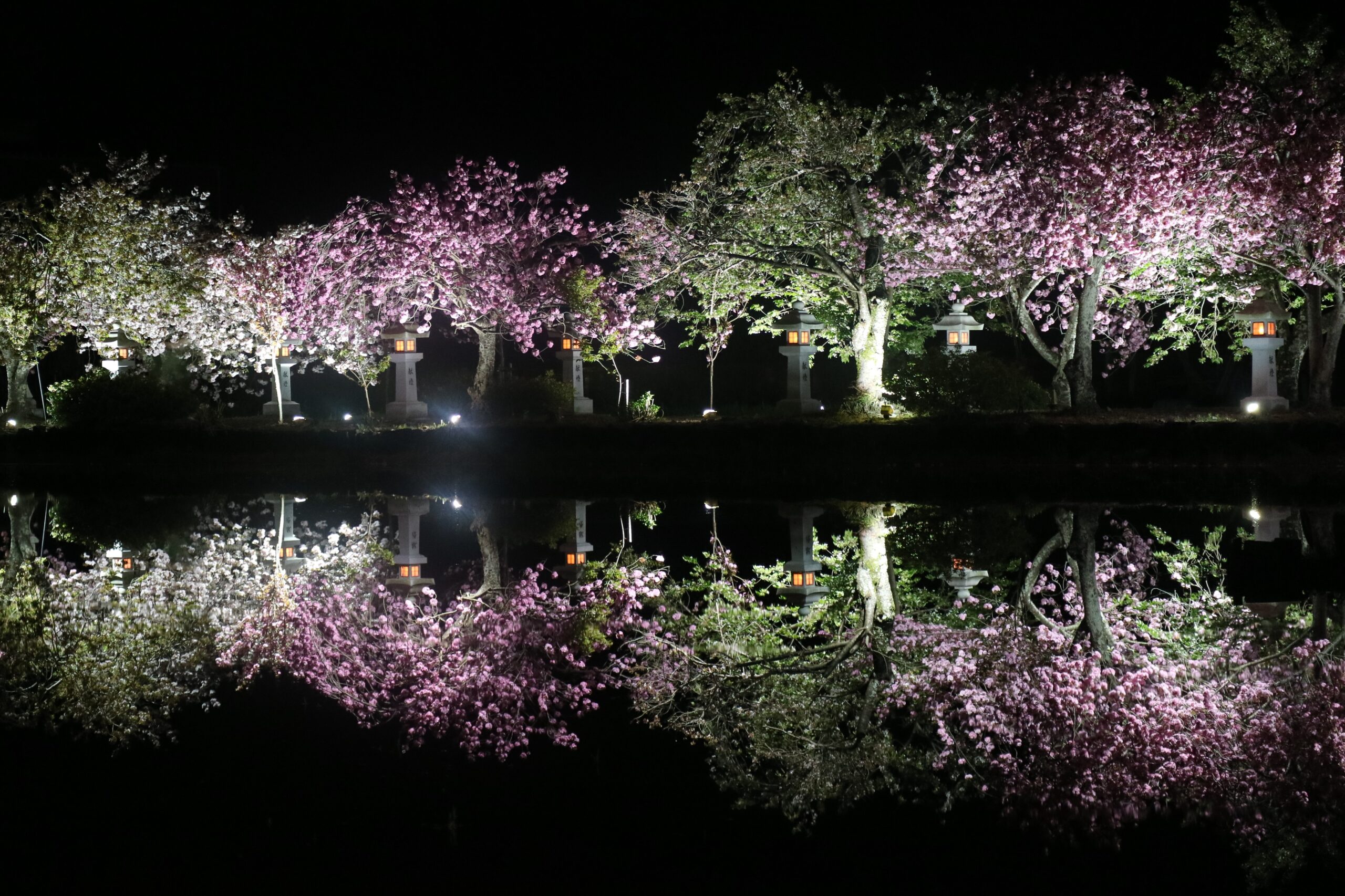 撮りにこんせ‼フォトコンテスト|滋賀・長浜北部|7月4日5枚目 伊香具神社の鏡桜