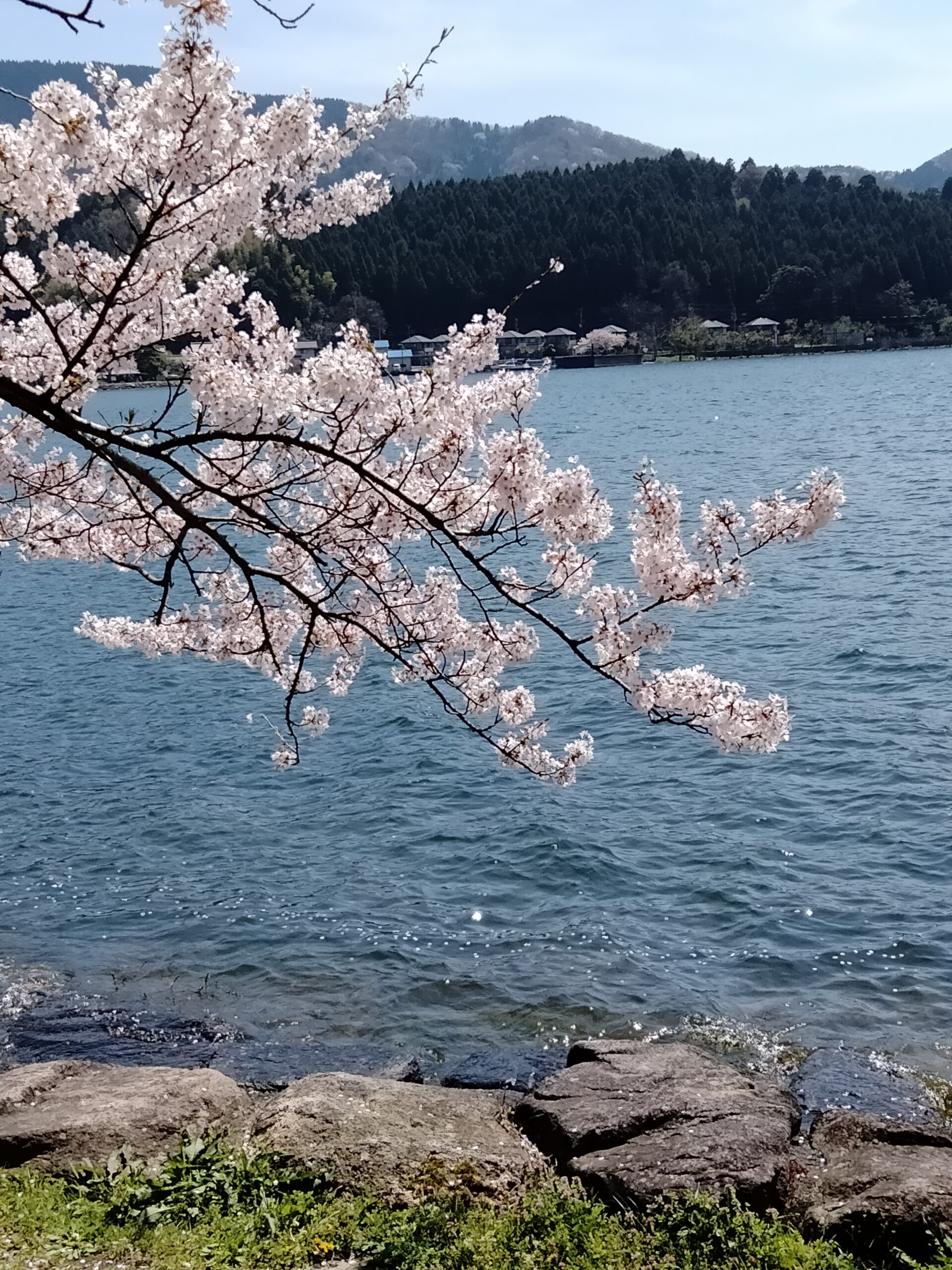 撮りにこんせ‼フォトコンテスト|滋賀・長浜北部|7月9日1枚目 湖畔の春
