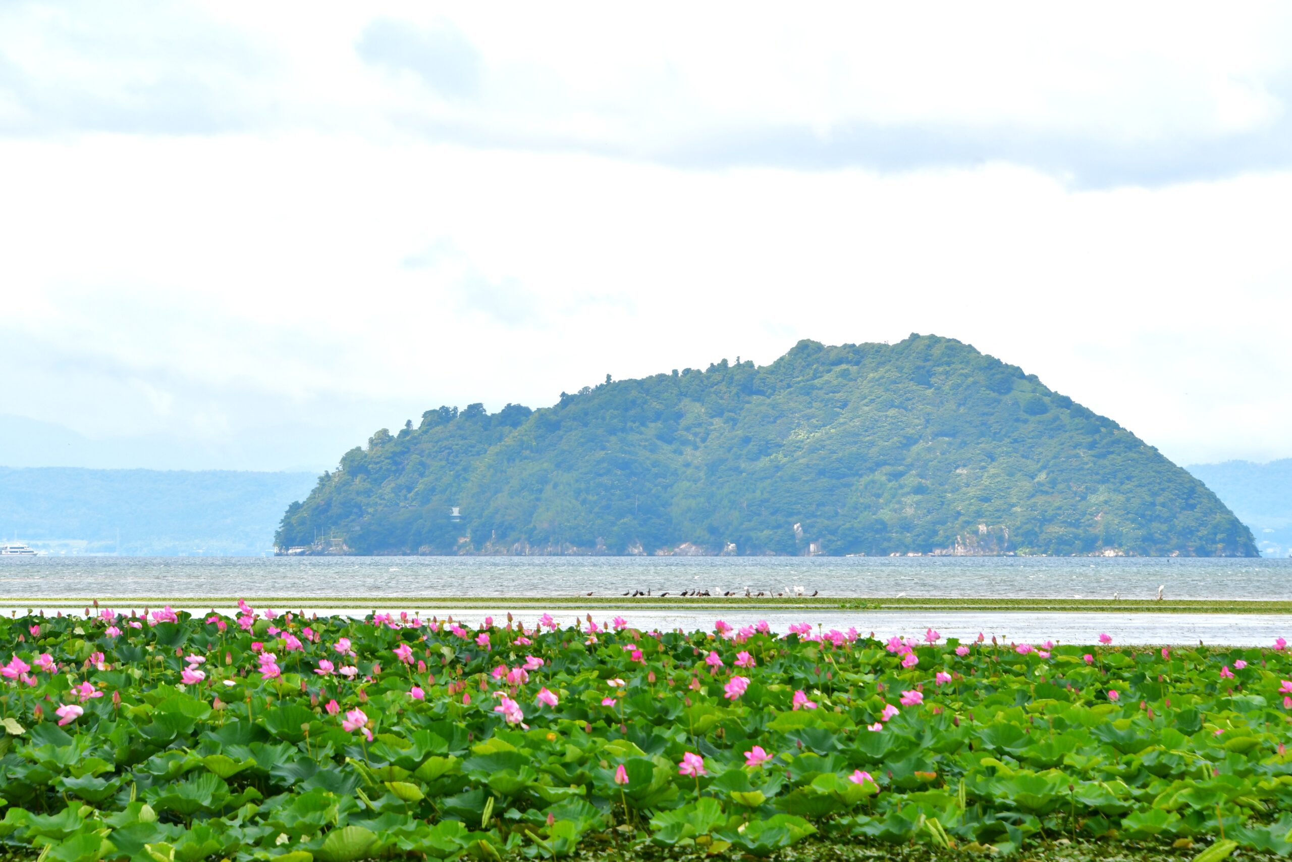 撮りにこんせ‼フォトコンテスト|滋賀・長浜北部|7月9日5枚目 竹生島の前に広がる蓮の群生地