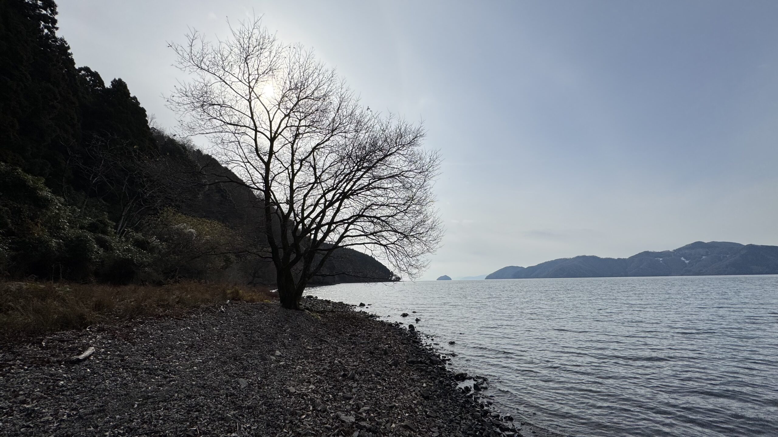 撮りにこんせ‼フォトコンテスト|滋賀・長浜北部|7月9日8枚目 阿曽津千軒の柳の木