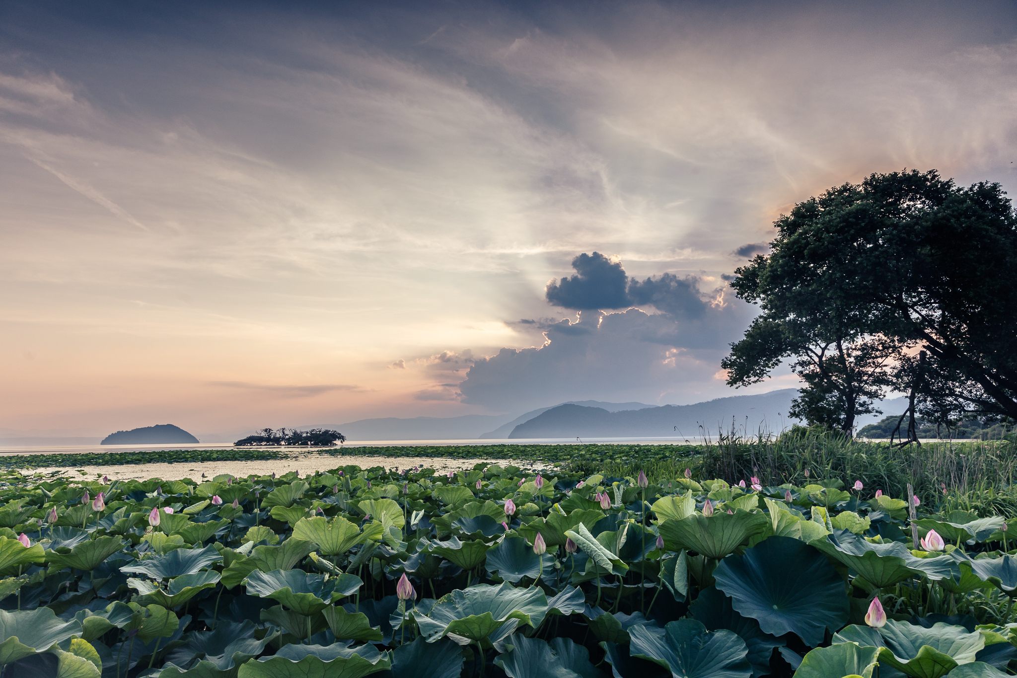 撮りにこんせ‼フォトコンテスト|滋賀・長浜北部|7月11日2枚目 蓮と夕空