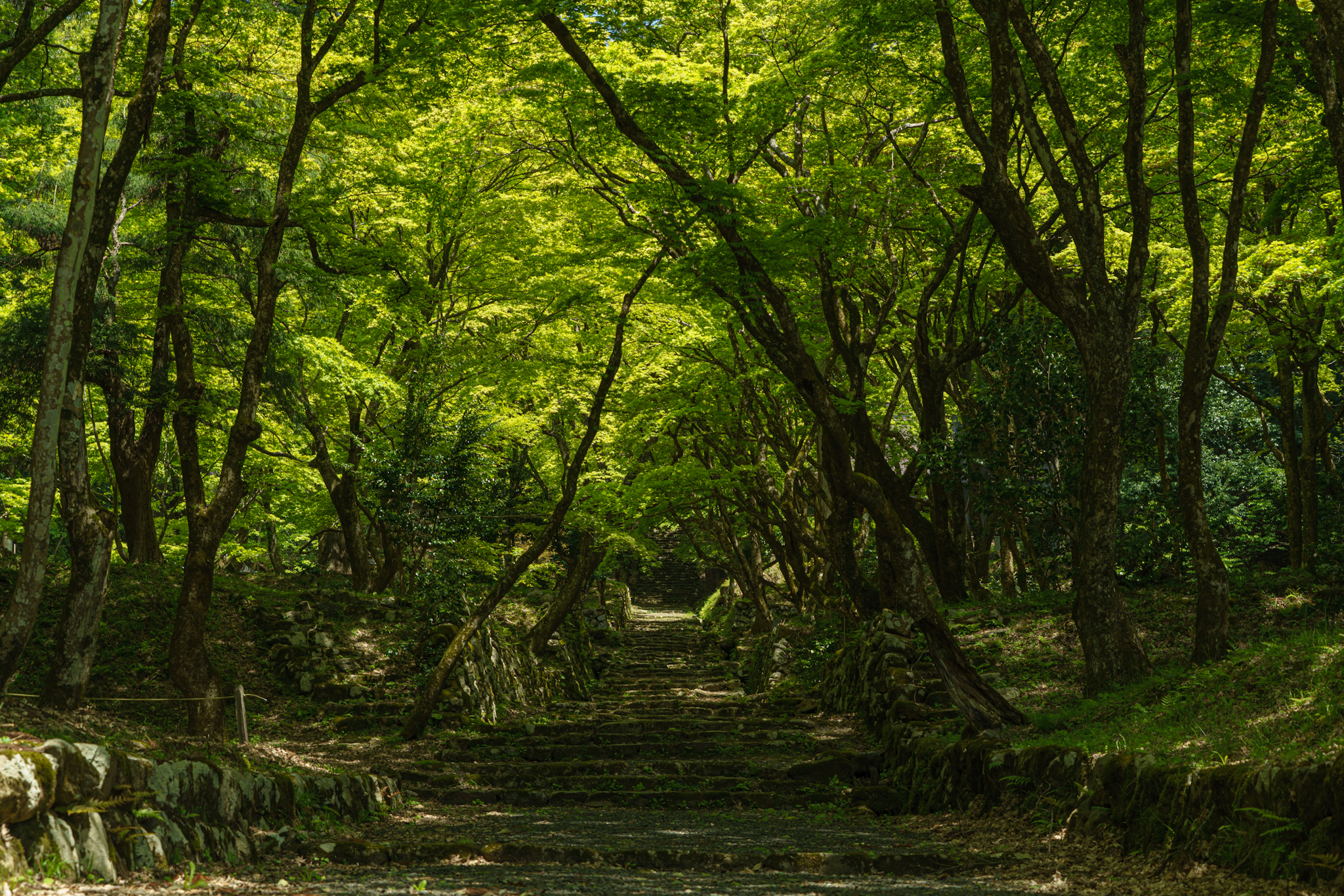 撮りにこんせ‼フォトコンテスト|滋賀・長浜北部|7月11日9枚目 新緑