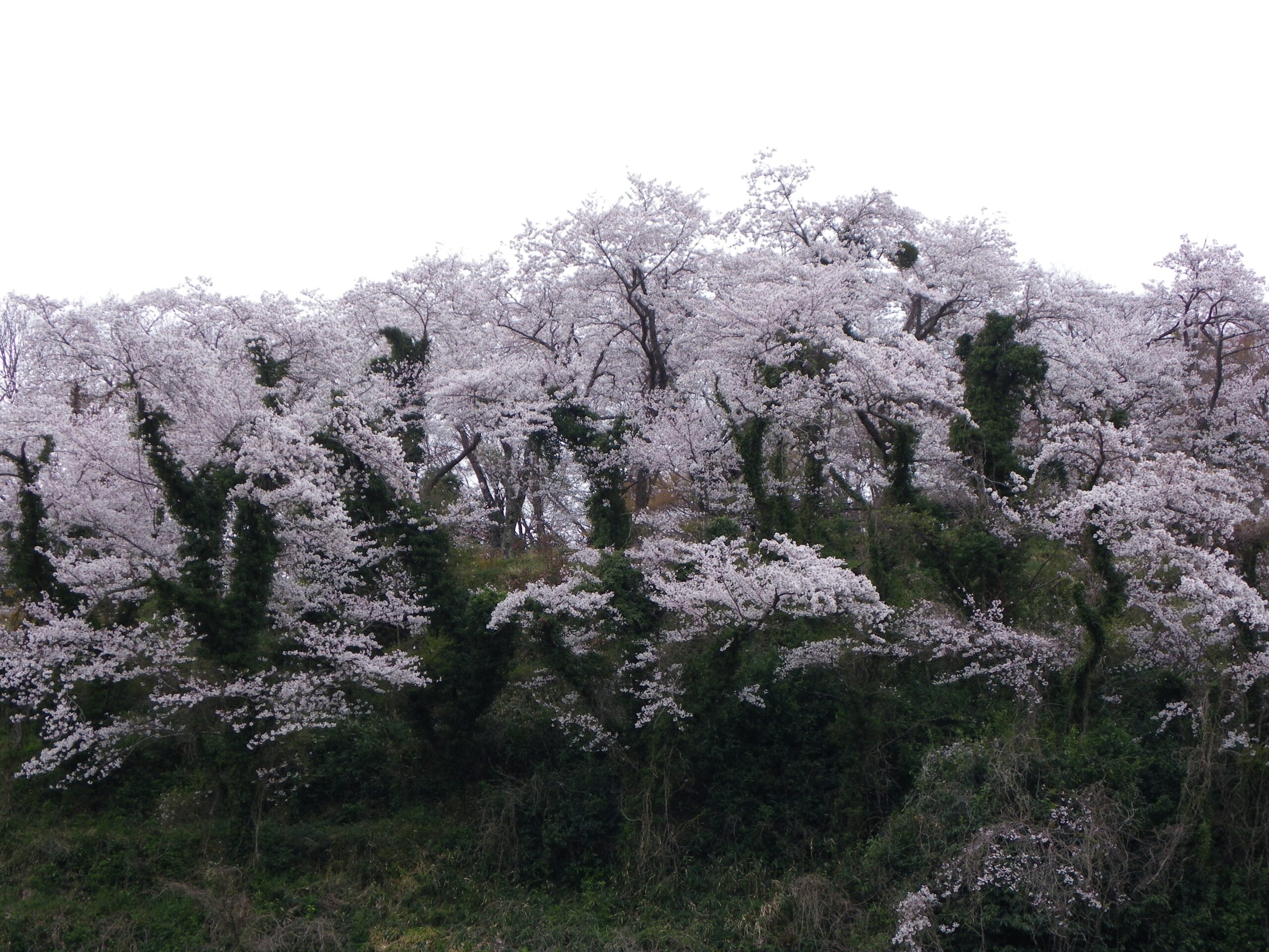撮りにこんせ‼フォトコンテスト|滋賀・長浜北部|7月15日5枚目 山桜の荒々しさ